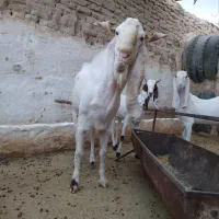 تکه کل نژاد گلابی|حیوانات مزرعه|شریفآباد, |دیوار