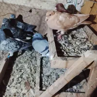 کفتربوم همه پرشی