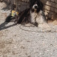 سگ ریشی جوان