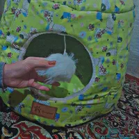 جای خواب گربه