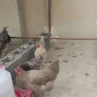 مرغ آمرکانا و فیومی(براکل)|حیوانات مزرعه|فراشبند, |دیوار