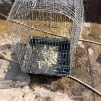 یک عدد قفس پرنده سایز بزگ فروشی|لوازم جانبی حیوانات|پیشوا, |دیوار