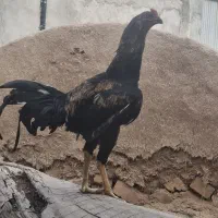 جوحه لاری