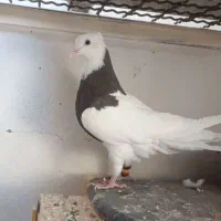 کبوتر