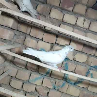 کبوتر پرشی