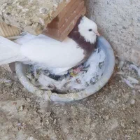 طوقی مولد|پرنده|بندرعباس, |دیوار