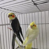 عروس هلندی|پرنده|قرچک, شهرک الحدید|دیوار