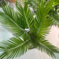 فروش گل طبیعی باکیفیت|گل و گیاه طبیعی|اهواز, کیانشهر|دیوار