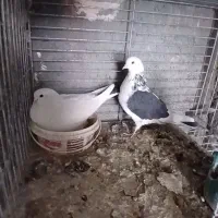 ۳ جفت نروماده دهن جور