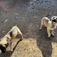 توله سراب|سگ|بروجرد, |دیوار