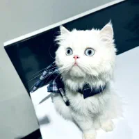 گربه پرشین سوپر فلت
