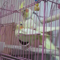 طوطی عروس دوکت|پرنده|رشت, آب آسیاب|دیوار