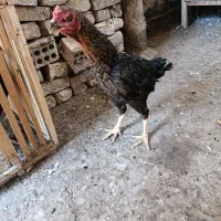مرغ.خروس.لاری محلی