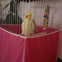 عروس هلندی مولد|پرنده|دامغان, |دیوار