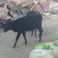 گوساله ماده .گاو