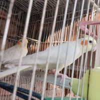 فروش جفت عروس هلندی مولد