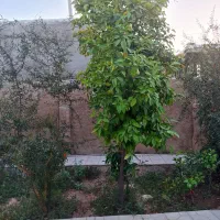 فروش خانه|فروش خانه و ویلا|داراب, |دیوار