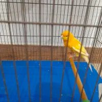 تعدادی قناری پرتقالی و لیمویی|پرنده|رشت, دیانتی|دیوار