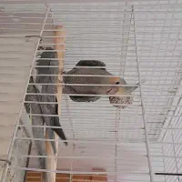 عروس هلندی
