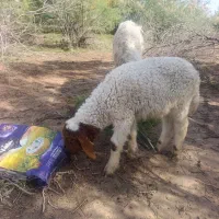 گوسفند عراقی بارش نر