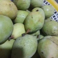 فروش گلابی محلی