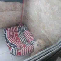 واگزاری سگ