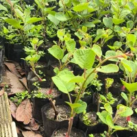 نهال یکساله هایوارد پایه خیاری