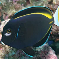 ماهی اب شور ابشور .جراح. فرشته . و غیره|ماهی|تهران, امیر بهادر|دیوار