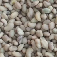 بذر یونجه مائوپا اصل