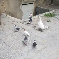 کفتر رنگی