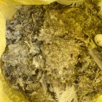 کود کبوتر ارگانیک|گل و گیاه طبیعی|بروجرد, |دیوار