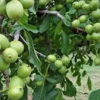 فروش نهال گردو فرنورپیوندی پوست کاغذی|خدمات باغبانی و درختکاری|کبودرآهنگ, |دیوار