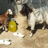 بز مطفل زیرش نر