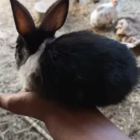 خرگوش بزرگ و کوچک|موش و خرگوش|بم, |دیوار