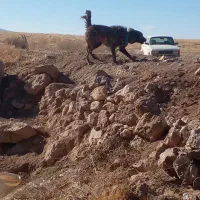 سلامیکعددسگمادهپلانگیبهشرطگلیونگهابانی