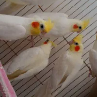 عروس هلندی