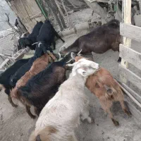 بز حیوانی|حیوانات مزرعه|چاروسا, |دیوار