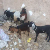 دوتا بز کهره دار و دوباره ابسن