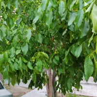 فروش منزل مسکونی|فروش خانه و ویلا|خرم بید, |دیوار