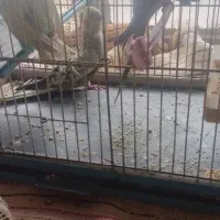 جفتعروسوجفتمرغ عشق|پرنده|تربت جام, معدآباد|دیوار