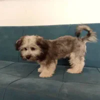 جکس سگ نر|سگ|زرندیه, |دیوار