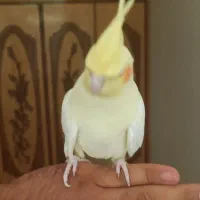 لوتینو مولد|پرنده|خمینی‌شهر, |دیوار