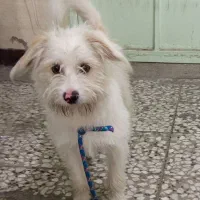 سگ پشمالو|سگ|اهواز, امانیه|دیوار