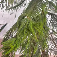 کاج مطبق|گل و گیاه طبیعی|کوهمره, |دیوار