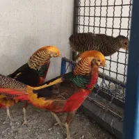 طاووس مصری و تیرنگ بلژیکی