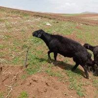 قوچ قره قزل موسیم اصل چهار دندان