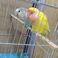 یک جفت کوتوله برزیلی بشرت جوجه گیری