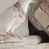 طوقی ماده.کبوتر.|پرنده|مسجد سلیمان, |دیوار