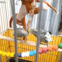 یک جفت عروس هلندی گلباقالی