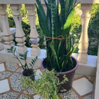 گل سانسوریا زاموفیلیا پدیلانتوس|گل و گیاه طبیعی|گالیکش, |دیوار